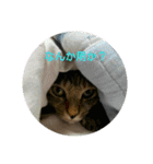 可愛い猫の咲ちゃんです（個別スタンプ：9）
