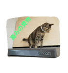 可愛い猫の咲ちゃんです（個別スタンプ：10）