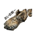 可愛い猫の咲ちゃんです（個別スタンプ：11）