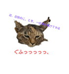 可愛い猫の咲ちゃんです（個別スタンプ：12）