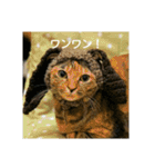可愛い猫の咲ちゃんです（個別スタンプ：13）