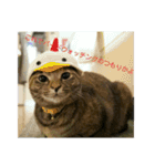 可愛い猫の咲ちゃんです（個別スタンプ：14）