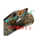 可愛い猫の咲ちゃんです（個別スタンプ：15）