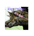 可愛い猫の咲ちゃんです（個別スタンプ：16）