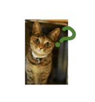 可愛い猫の咲ちゃんです（個別スタンプ：18）