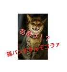 可愛い猫の咲ちゃんです（個別スタンプ：19）