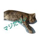 可愛い猫の咲ちゃんです（個別スタンプ：20）