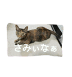 可愛い猫の咲ちゃんです（個別スタンプ：22）