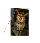 可愛い猫の咲ちゃんです（個別スタンプ：24）