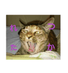 可愛い猫の咲ちゃんです（個別スタンプ：26）