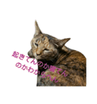 可愛い猫の咲ちゃんです（個別スタンプ：29）