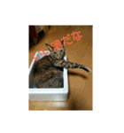 可愛い猫の咲ちゃんです（個別スタンプ：30）