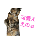 可愛い猫の咲ちゃんです（個別スタンプ：31）