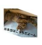 可愛い猫の咲ちゃんです（個別スタンプ：32）