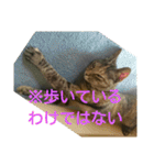 可愛い猫の咲ちゃんです（個別スタンプ：33）