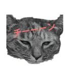 可愛い猫の咲ちゃんです（個別スタンプ：34）