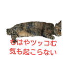 可愛い猫の咲ちゃんです（個別スタンプ：35）