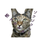 可愛い猫の咲ちゃんです（個別スタンプ：36）