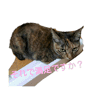 可愛い猫の咲ちゃんです（個別スタンプ：37）