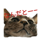 可愛い猫の咲ちゃんです（個別スタンプ：38）