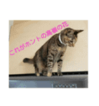 可愛い猫の咲ちゃんです（個別スタンプ：40）