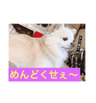 日常使える！チワワれおのスタンプ！（個別スタンプ：4）