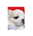 日常使える！チワワれおのスタンプ！（個別スタンプ：11）