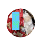 日常使える！チワワれおのスタンプ！（個別スタンプ：12）