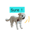 チワワことば英語版（個別スタンプ：3）