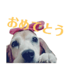 表情豊かな我が家のペット（個別スタンプ：18）