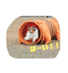 ドラシュタのびメイベルアズ（個別スタンプ：6）