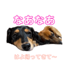 関西弁 愉快なダックスフンド❤️（個別スタンプ：2）