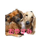 関西弁 愉快なダックスフンド❤️（個別スタンプ：3）