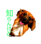 関西弁 愉快なダックスフンド❤️（個別スタンプ：6）
