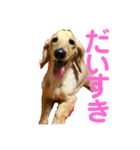 関西弁 愉快なダックスフンド❤️（個別スタンプ：11）