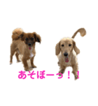関西弁 愉快なダックスフンド❤️（個別スタンプ：12）