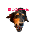 関西弁 愉快なダックスフンド❤️（個別スタンプ：13）