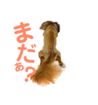 関西弁 愉快なダックスフンド❤️（個別スタンプ：14）