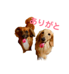 関西弁 愉快なダックスフンド❤️（個別スタンプ：15）
