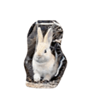 the rabbits in Rabbit Island（個別スタンプ：1）