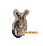 the rabbits in Rabbit Island（個別スタンプ：2）