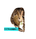 the rabbits in Rabbit Island（個別スタンプ：3）