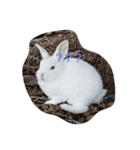 the rabbits in Rabbit Island（個別スタンプ：4）