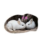 the rabbits in Rabbit Island（個別スタンプ：6）