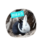 the rabbits in Rabbit Island（個別スタンプ：7）