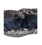 the rabbits in Rabbit Island（個別スタンプ：8）