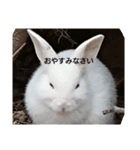 the rabbits in Rabbit Island（個別スタンプ：9）
