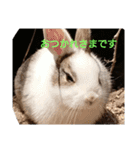 the rabbits in Rabbit Island（個別スタンプ：10）