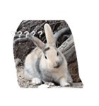 the rabbits in Rabbit Island（個別スタンプ：11）