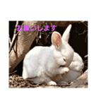 the rabbits in Rabbit Island（個別スタンプ：12）